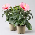 Produktbild: Hibiskus, rosa, Topf-Ø 13 cm, Höhe ca. 35 cm, 2 Pflanzen