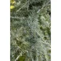 Produktbild: Cedrus Deodara Himalaya-Zeder 60–80 cm