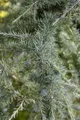 Produktbild: Pflanzen für Dich Konifere Cedrus deodara, 1 St., Himalaya-Zeder, Deodar-Zeder, hängeform, immergrün