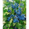 Produktbild: Vaccinium Corymbosum Patriot Heidelbeere 30–40 Cm