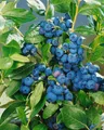 Produktbild: Vaccinium corymbosum 'Patriot' 30–40 cm – Winterhart, Mehrjährig & Pflegeleicht – Kulturheidelbeere – Beerenstrauch für Garten & Kübel