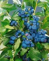 Produktbild: Vaccinium corymbosum 'Patriot', Heidelbeere, 30–40 cm