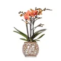 Produktbild: Orange Phalaenopsis Orchidee Bolzano im Safari Ziertopf Blühende Pflanze