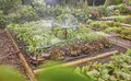 Produktbild: Gardena Micro-Drip-System Tropfbewässerung Set wassersparendes System 13450-20