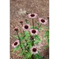 Produktbild: Echinacea Purpurea Augustkönigin Roter Sonnenhut Ca. 11x11 cm Topf