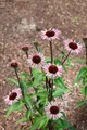 Produktbild: Pflanzen für Dich Staude Echinacea purp. Augustkönigin, 1 St., Purpur-Sonnenhut, Roter Sonnenhut