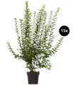Produktbild: Dehner Hecken Gemeiner Liguster, Ligustrum vulgare, 15 Pflanzen, je 100-150 cm, wintergrüne Pflanze für 5 Meter Hecke, insektenfreundlich
