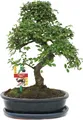 Produktbild: Bonsai Chinesische Ulme - Ulmus parviflora - ca. 10 Jahre