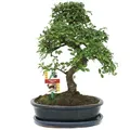 Produktbild: Exotenherz Zimmerpflanze Bonsai Chinesische Ulme - Ulmus parviflora - ca. 10 Jahre