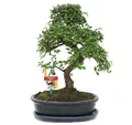 Produktbild: Exotenherz - Bonsai Chinesische Ulme - Ulmus parviflora - ca. 10 Jahre
