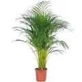 Produktbild: Goldfruchtpalme - pflegeleichte Zimmerpflanze, Areca Dypsis Lutescens - Höhe ca. 100 cm, Topf-Ø 21 cm