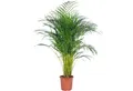Produktbild: Flowerbox Zimmerpflanze Goldfruchtpalme - Areca Dypsis Lutescens, pflegeleicht - Höhe ca. 100 cm, Topf-Ø 21 cm