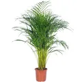 Produktbild: Goldfruchtpalme - Areca Dypsis Lutescens - Höhe ca. 100 cm, Topf-Ø 21 cm
