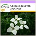 Produktbild: SAFLAX - Asiatischer Blüten - Hartriegel - 30 Samen - Cornus kousa