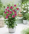 Produktbild: BALDUR Garten Hibiskus 'Flower Tower Ruby®',1 Pflanze, säulenförmiger Wuchs, lange Blütezeit, bienen- und schmetterlingsfreundlich, winterhart bis -25°C, mehrjährig & pflegeleicht