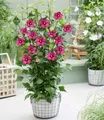 Produktbild: BALDUR Garten Zierstrauch Hibiskus 'Flower Tower Ruby®', 1 St., Bordeauxfarbenem, winterhart, lange Blütezeit