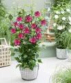 Produktbild: BALDUR Garten Hibiskus 'Flower Tower Ruby®',1 Pflanze, winterhart & pflegeleicht