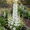 Produktbild: 3x Delphinium (P) M.Fount.Pure White P9H20