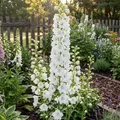 Produktbild: Bloomique - 3er - Set - Rittersporn „Magic Fountains Pure White“ - Winterhart - Mehrjährig - Höhe 10-20 cm - 9 - cm - Topf