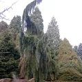 Produktbild: Überhängender Mammutbaum 80-100cm - Sequoiadendron giganteum