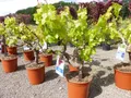 Produktbild: Vitis Vinifera kernlos rote & helle Trauben Weinstock, knorrige Weinrebe, Weintraube