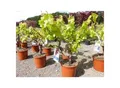Produktbild: Vitis Vinifera kernlos rote & helle Trauben Weinstock, knorrige Weinrebe, Weintraube