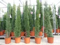 Produktbild: 4x Mittelmeerzypresse 200 cm Säulen buschige Toskana Zypresse Cupressus Semper.