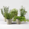 Produktbild: Bio Grillkräuter-Set, Topf-Ø 12cm, 5 Pflanzen