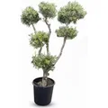 Produktbild: Sunny-Tree Olivenbaum Olea Europaea Pompon  20 Jahre Alt 220 cm Hoch  Winterhart und Kugelförmig