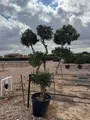 Produktbild: Sunny Tree - Olivenbaum Olea europaea Pompon – 20 Jahre alt, 220 cm hoch, winterhart, kugelförmig