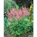 Produktbild: Astilbe X Arendsii Bressingham Beauty Prachtspiere Ca. 9x9 cm Topf