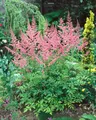 Produktbild: Astilbe x arendsii 'Bressingham Beauty' 9x9 cm Topf – Winterhart, Mehrjährig, Pflegeleicht – Prachtspiere – Staude für Schattenbeet & Rabatte