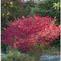 Produktbild: Korkflügelstrauch Compactus 20-30cm - Euonymus alatus