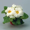 Produktbild: Primel weiß, Topf-Ø 10,5 cm, 8 Pflanzen
