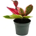 Produktbild: Exotenherz Minipflanze Hoya Flaming Dream Rotblättrige Porzellanblume Wachsblume Babyplant 6,5cm Topf