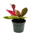 Produktbild: Exotenherz Zimmerpflanze Mini-Pflanze Hoya Flaming Dream rotblättrige Porzellanblume 6,5cm Topf