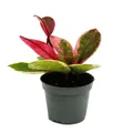 Produktbild: Mini-Pflanze-Hoya Flaming Dream-rotblätrige Porzellanblume-Wachsblume 6,5cm Topf