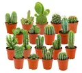 Produktbild: Zynesflora Mini Kakteen im Set - 18 Stück im 5.5 cm Pflanzentopf - Kleiner Kaktus Zimmerpflanze Sammlung - Höhe: 5-10 cm