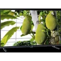 Produktbild: Philips 32PHS6000/12, LED-Fernseher, (WXGA, Triple Tuner, Smart TV) - Schwarz