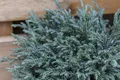 Produktbild: Pflanzen für Dich Konifere Chamaecyparis pisifera Blue Moon, 1 St., Erbsenfrüchtige Scheinzypresse, Blaue Scheinzypresse, blaugrau, kompaktwüchsig
