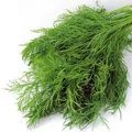 Produktbild: Dill BIO-Dill Samen – Blattreicher Dill für aromatische Ernte