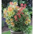 Produktbild: Schattenglöckchen Lavendelheide Carneval 40-50cm - Pieris japonica