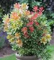 Produktbild: Schattenglöckchen Lavendelheide Carneval 40-50cm - Pieris japonica