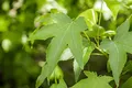 Produktbild: Liquidambar styraciflua 'Slender Silhouette' 80–100 cm – Winterhart, Mehrjährig, Pflegeleicht – Säulen-Amberbaum – Säulenbaum für kleine Gärten & Vorgarten