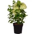 Produktbild: Rispenhortensie Magical Andes Höhe ca. 50-60cm Topf ca. 6, Hydrangea paniculata