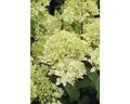 Produktbild: Rispenhortensie FloraSelf Hydrangea paniculata 'Magical Andes' H 50-60 cm Co 6 L