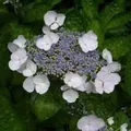 Produktbild: Hortensie 'Teller White' Hydrangea 25 bis 30 cm im Container Kompakt