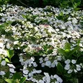 Produktbild: Tellerhortensie 'Teller White' - Hydrangea 'Teller White' - 25-30 cm Topf - Weiße Blüten und auffällige Blütenstände