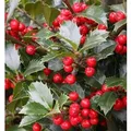 Produktbild: Hochstamm Stechpalme Ilex Heckenfee 80-100cm - Ilex meserveae