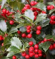 Produktbild: Hochstamm Stechpalme Ilex Heckenfee® 80-100cm - Ilex meserveae